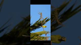 Plumheaded parakeet eating some beans [upl. by Tallula]