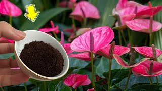 Just Coffee The Weakest Anthurium Grows Countless Roots And Beautiful Flowers [upl. by Airotnahs435]