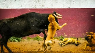 Las PELEAS MAS BRUTALES de Los Animales Salvajes [upl. by Galen]