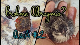 2 QampA🎙📽  Brahma Olbrzymia 🐔 II Inkubacja  czy coś wyszło 🐣🐥 [upl. by Llerdnod]