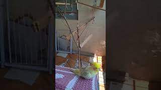 😳cockatiel cocktailparrot parrot birds pets cute mabirdcare cockatielbird cockatielparrot [upl. by Barbur760]