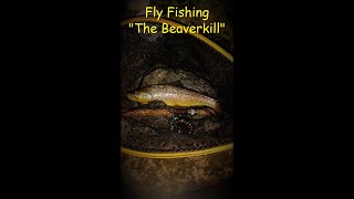 Fly Fishing quotBeaverkill Riverquot in Roscoe NY [upl. by Keffer822]