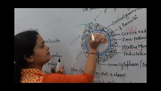 structure of human ovum  Sheetal Mishra Biology Classes  secondary Oocyte  zona pellucida  12th [upl. by Noet]