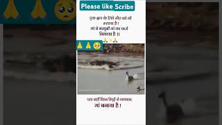 Hiran ne apne bacche Ke Khatir Apni Jaan Gavai animals 🥺🥺🙏 cut from video YouTube short [upl. by Dnilasor]