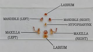 MOUTH PARTS OF COCKROACH Periplaneta sp [upl. by Elkcim]