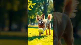 Do Dogs Really See Colors 🐶🌈 Discover the Truth shortsfeed short shortvideo dog [upl. by Jaymie]