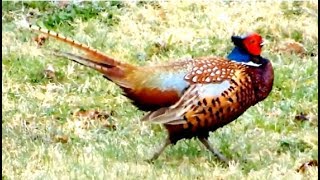 Common Pheasant making quick repeated sounds while taking a walk in our garden [upl. by Ixela]