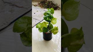 Indoorplants trending plants indoorplants youtubeshorts gardening yt plantcare garden [upl. by Esnahc]