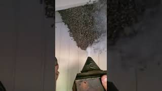 SoCal Bee Removal and Relocation  Live Honey Beehive Removal No Killing [upl. by Sumerlin]