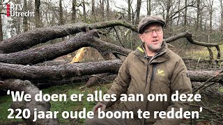 Deze oude Linde werd geveld door de storm kan ze het overleven [upl. by Tiloine]