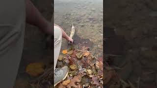 Coopers first pickerel of the day [upl. by Nylecaj]