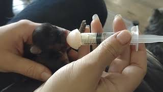 Best Tool For BottleFeeding Newborn Puppies [upl. by Aenat]