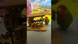 Bird Training  Smart lovebird Parrot  Smart Little Cute Parrot training smartparrot cute [upl. by Submuloc]