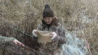 Cage Trapping Beavers [upl. by Robi]