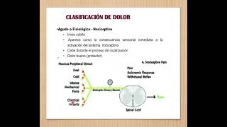 2 FISIOPATOLOGIA DEL DOLOR 3 [upl. by Nali]