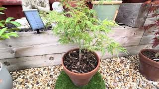 Japanese Maple trees lacy leaves on Acer Dissectum Viridis vivid green and a lovely mound shape [upl. by Dorolisa]