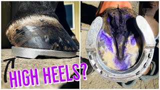 HORSESHOEING for NAVICULAR Disease and THRUSH  HIGH HEELS [upl. by Yelrebmik530]