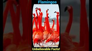 Flamingos Unbelievable Facts You Never Knew [upl. by Paucker269]