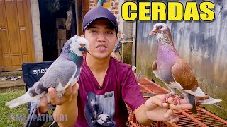 TEST KECERDASAN MERPATI  MERPATI BARU [upl. by Hatti]