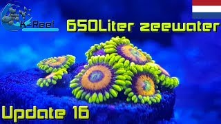 650Liter Zeewater aquarium update16  zoutwater aquarium [upl. by Nova499]