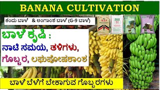 Banana Cultivation in Kannada Soil Varieties amp Fertilizersಬಾಳೆ ಬೇಸಾಯ  ಮಣ್ಣು ತಳಿಗಳು amp ಗೊಬ್ಬರಗಳು [upl. by Ferdinande]