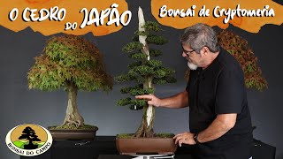 A BELEZA DO BONSAI DE CRYPTOMERIA [upl. by Townie349]