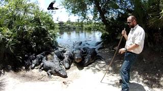 Gatorland Orlando  Feeding the gators [upl. by Atirres]