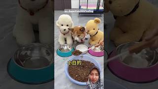 dogie ngambek SuperCuteMilkTeaDog funny comedy shorts [upl. by Trinatte495]