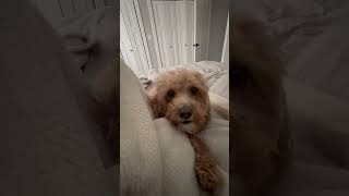 Cavapoos are the biggest beggars cavapoo begging dogshorts [upl. by Dun391]