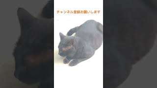 また眩しくなってしまうクロネコ殿 cat ねこ 猫のいる暮らし 猫好きさんと繋がりたい [upl. by Gretchen]