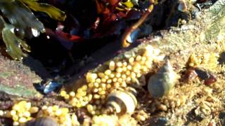 Intertidal Snails with Tidepool Tim Gulf of Maine Inc [upl. by Acinna]