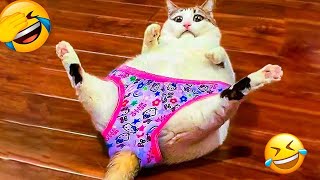 New Funny Videos 2023 😍 Cutest Cats and Dogs 🐱 [upl. by Ahsocin]