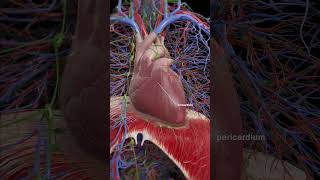 3d animation of the Pericardium meded anatomy 3dmodel [upl. by Yenitsed]