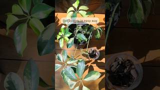 Schefflera Propagation in easy way🌱 grow by cutting propagation gardening care schefflera [upl. by Sink914]