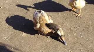 Khaki Campbell Ducks Mating [upl. by Schuman]