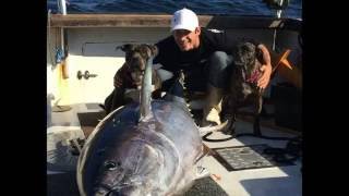 Bluefin Tuna Fishing in GloucesterMa [upl. by Kinimod]