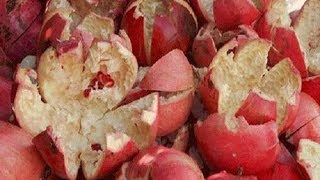 LUAR BIASA Inilah 20 Manfaat Kulit Buah Delima Merah untuk Kesehatan [upl. by Desirea106]