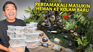 PERTAMAKALI MASUKIN PULUHAN KURAKURA KE KOLAM BARU [upl. by Ayekat]