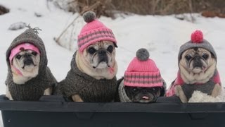 Cutest Pugs Snow Sledding Party [upl. by Yehudit747]