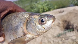 Effective Bait Use Hook Fishing in RiverUsing Triple Hook Float TechniqueRohufishes Fishing [upl. by Norreht]