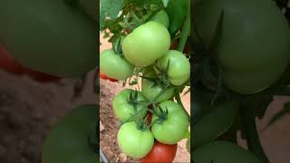 Syngenta India ltd Tomato SAAHO contact Srinivasa seeds Vijayawada cell 9963934488 agriculture [upl. by Ferd]