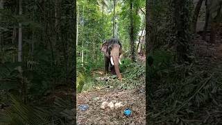 Mangalamkunnu Ayyappankingelephantelephantlovers [upl. by Cora]