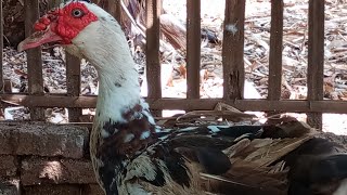 muscovy Duck mating 2 💖🥰💖😍 [upl. by Hetti]