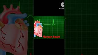 Human anatomy heart3D heart animation anatomy heartdoctor heartburn [upl. by Colburn]