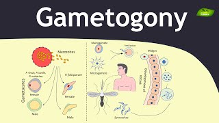 Gametogony in Plasmodium  Malaria  Parasitology  Basic Science Series [upl. by Dowski]