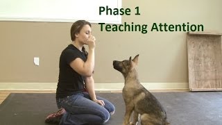 How to Train a Dog to Pay Attention K91com [upl. by Steady]