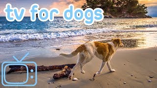 TV for Dogs How to Relax My Dog TV with Calming Music [upl. by Nitfa]