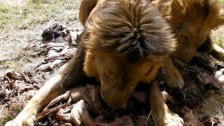 Lion Feeding at Antelope Park Zimbabwe [upl. by Benoite]