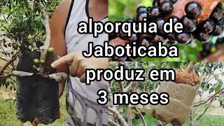 Alporquia de Jaboticaba produz em 3 meses [upl. by Ettener]