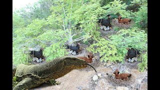 Wow Komodo Dragon wants a chicken on the mountain [upl. by Eejan]